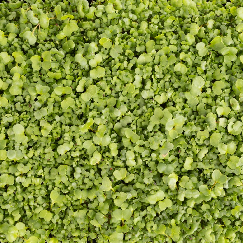 30 Things to Know About Brassica Microgreens - Dawn Farm