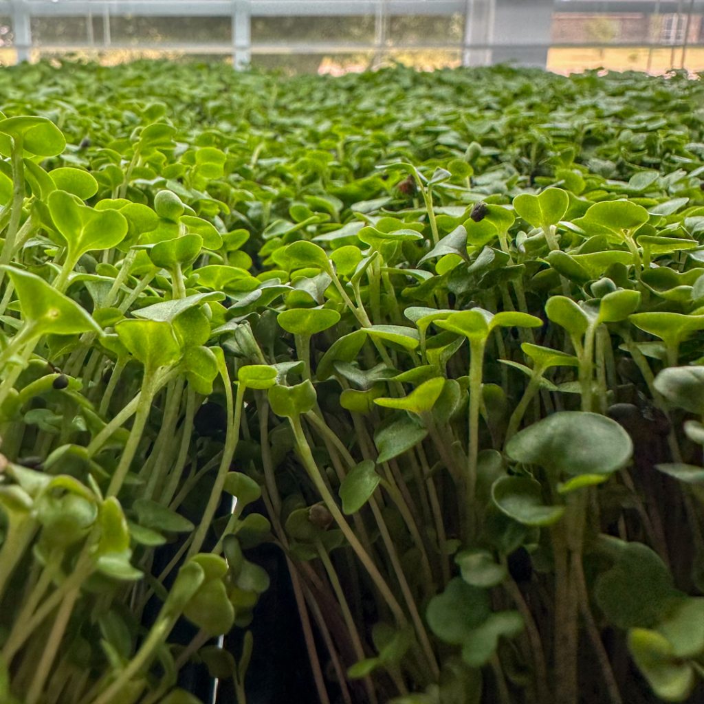 Dawn Farm MIcrogreens grown indoors in Canyon, TX