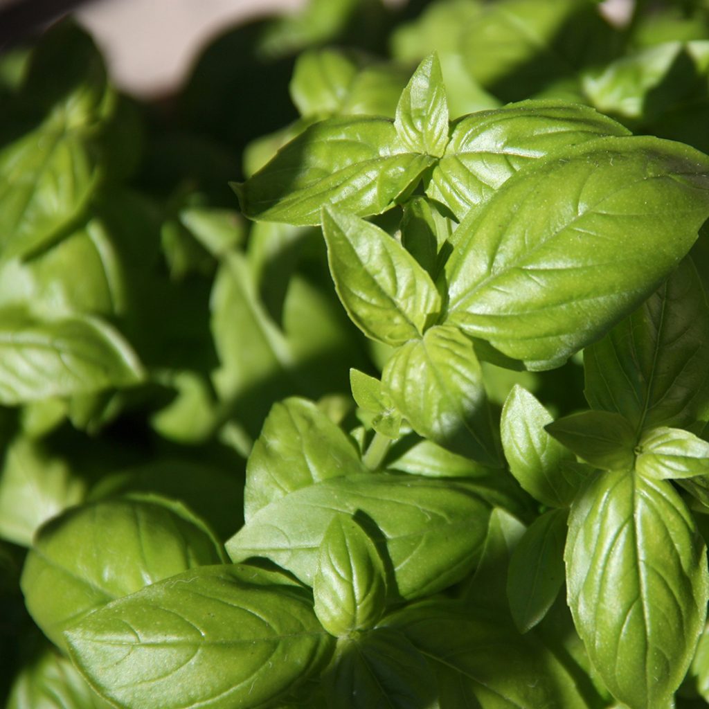 Basil