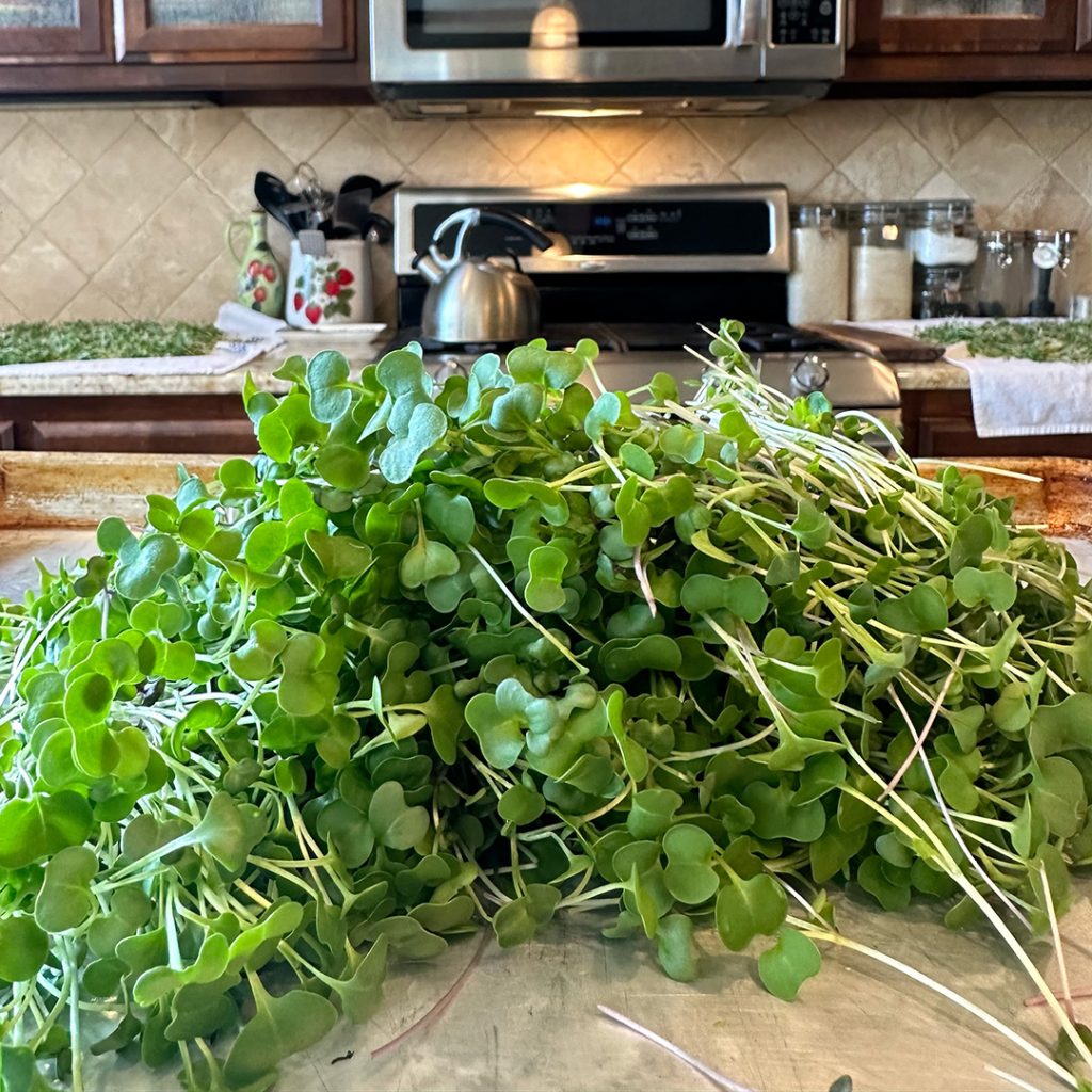 Broccoli Microgreens